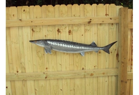 White Sturgeon Fish Mount Two Sided Wall Mount Replica