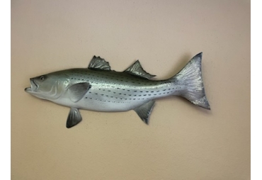 28" Striped Bass (Rockfish) Half Mount Fish Replica