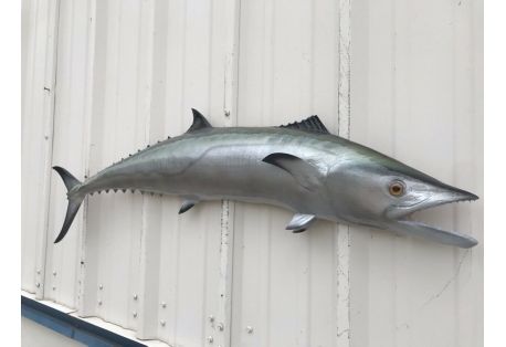 Kingfish, or King Mackerel, are a highly sought after recreational and commercial fish
