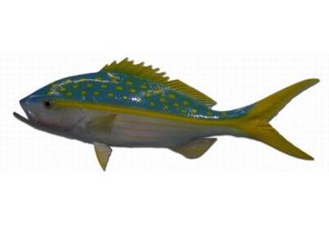 27" Yellowtail Snapper Half Mount Fish Replica