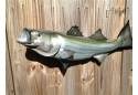 28" Striped Bass Fish Mount