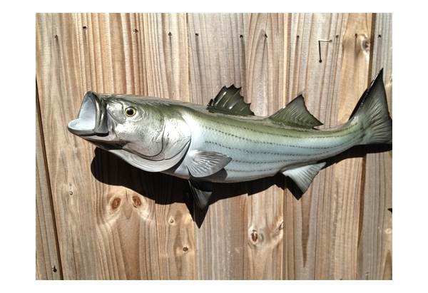 28 Striped Bass Fish Mount - GoNautical