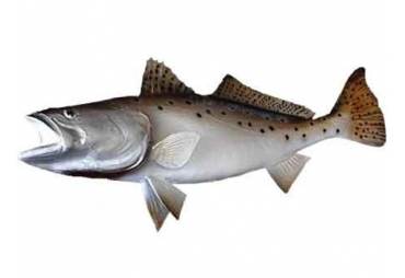 26" Seatrout Half Mount Fish Replica