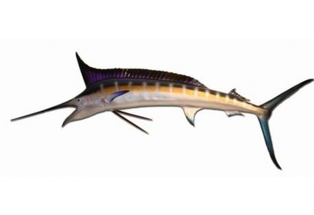 Blue Marlin Fish Replica 59"