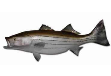 Striped Bass Half Mount Fish Replica 43"