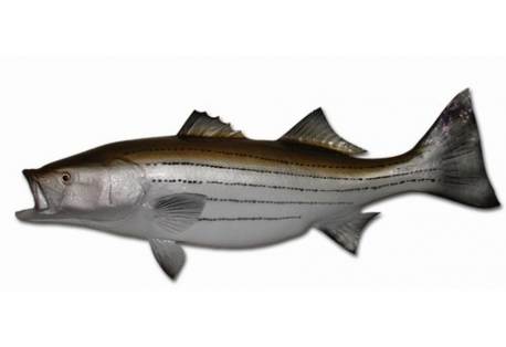 Trophy Fish Replica, Striped Bass