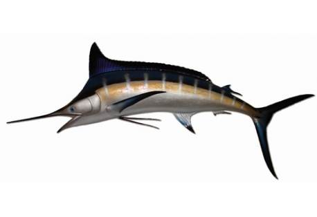 Blue Marlin Fish Replica 