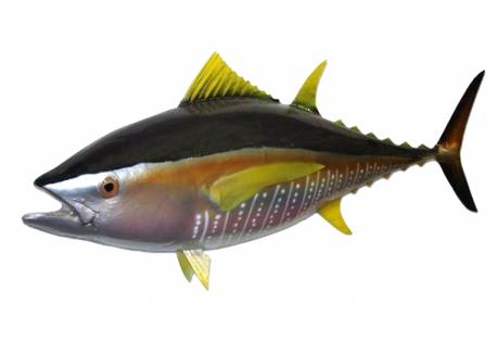This half sided yellowfin tuna fish mount allows you to relive that scenic memory over and over again