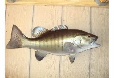 16" Smallmouth Bass Fish Mount Two Sided Wall Mount Replica