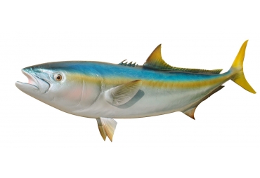 39" CALIFORNIA YELLOWTAIL HALF MOUNT FISH REPLICA