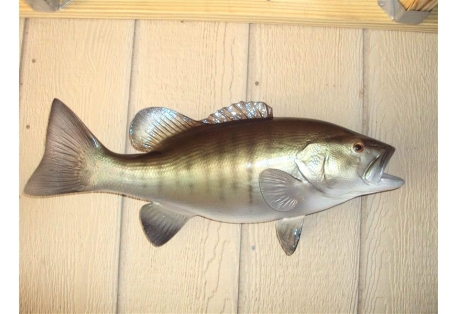  16" Smallmouth Bass Fish Mount Two Sided Wall Mount Replica